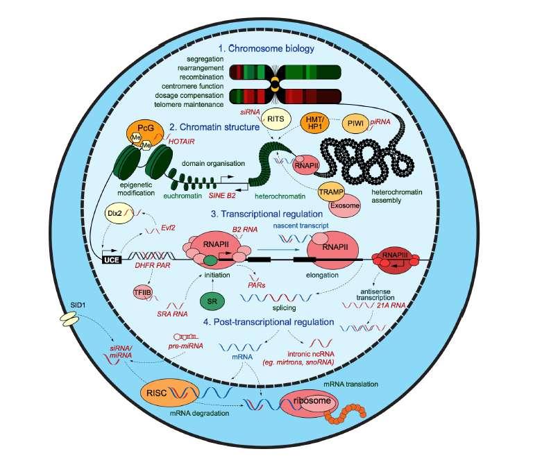 The New RNA Biology