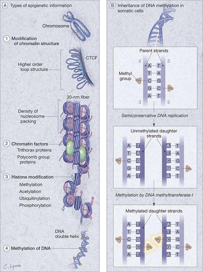 JAMA 299:1346, 2008 Organizational Structure of the Classical Epigenome I Higher-order chromatin remodeling