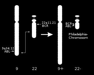 Figure 1. Generation of the Philadelphia chromosome by the bcr-abl translocation. *Tumor suppressor genes are the opposite of oncogenes. They exist to keep oncogenes in check (Table 1).