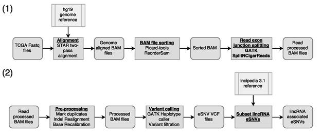 Figure 1. Workflow describing the pipeline for the raw data processing, calling esnvs and calculating expression data. (1) RNA-Seq alignment and read pre-processing.