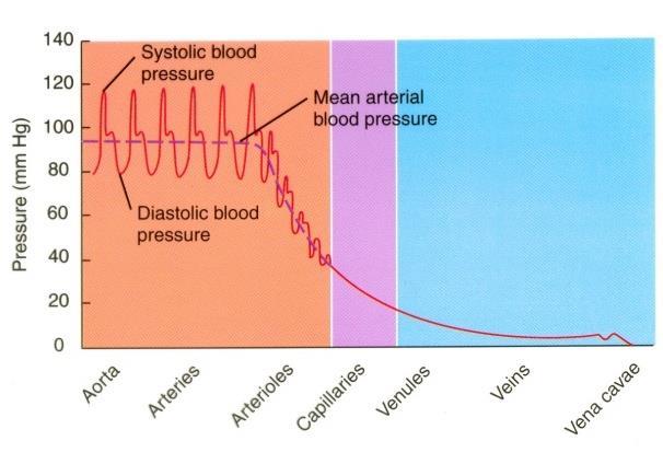 CVS Hemodynamics -The distribution of blood inside the circulation: The major part of blood volume is found in the venous system 60% (2/3), that s why veins are called the capacitance vessels.