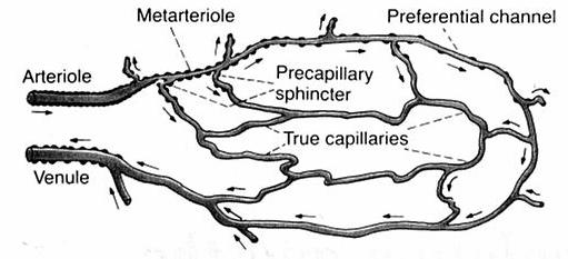 Capillaries transport nutrients remove cellular excreta thin structures 10 billion capillaries 500-700 square