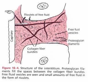 THE INTERSTITIUM AND INTERSTITIAL FLUID Interstitium Two Major Types of Solid Structure a. collagen fiber bundles- tensile strength b. proteoglycans filaments- form a mat.