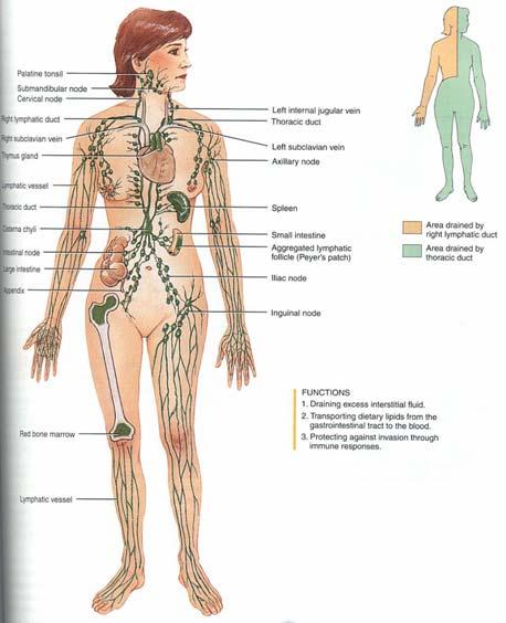 Lymph Channels of the Body superficial portion of the skin CNS deeper portion
