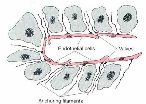 Terminal Lymphatic Capillaries and their Permeability one tenth- enters the lymphatic capillaries 2-3 liters/day minute quantity of fluid returns is extremely important endothelial cell overlaps the