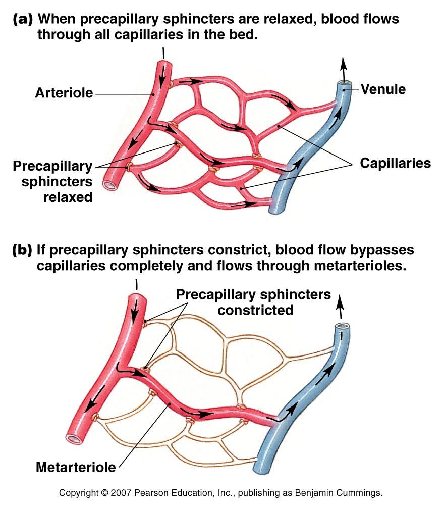 Vessels as tubes ( extrinsic control ) Vessels as tubes Arteries and arterioles Capillaries and veins The lymphatic system Extrinsic control of arteriole radius