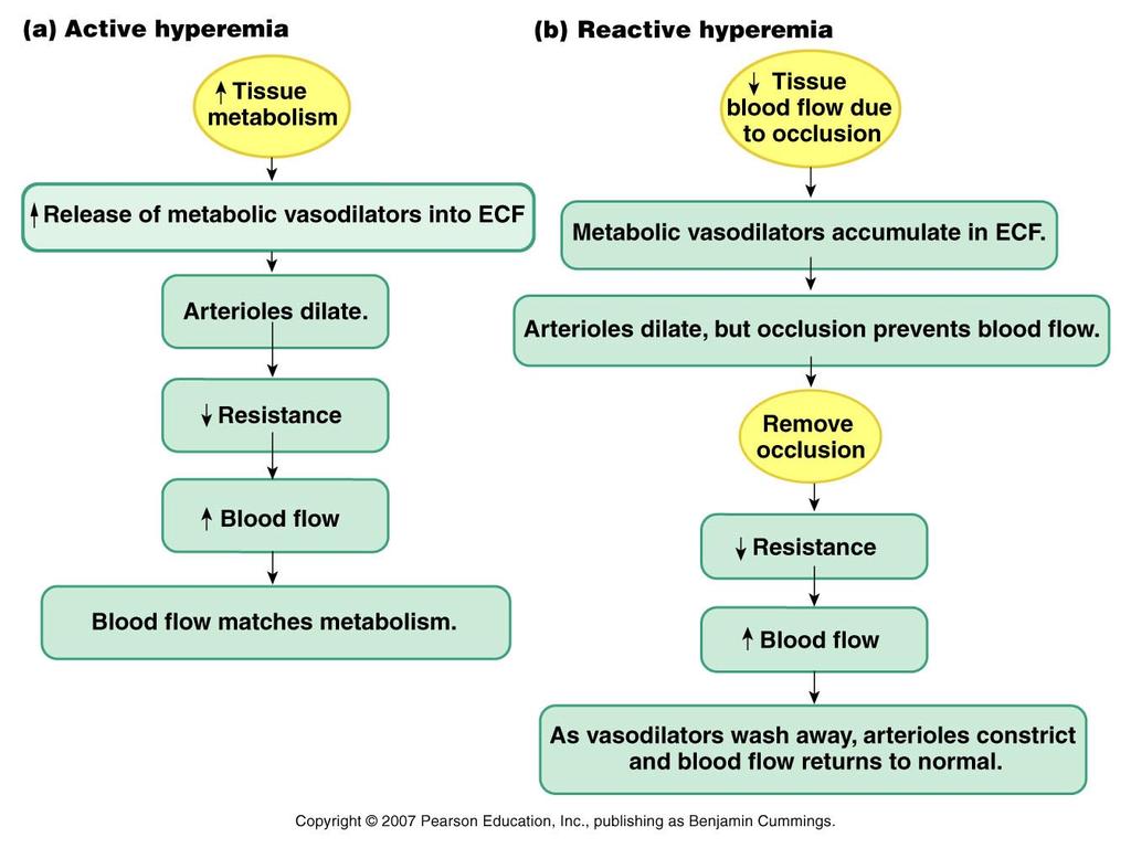 Blood pressure ( local control ) Blood pressure regulation Arterial and venous blood