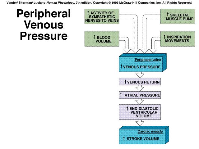 responses Blood pressure ( venous return ) Blood pressure regulation Arterial and