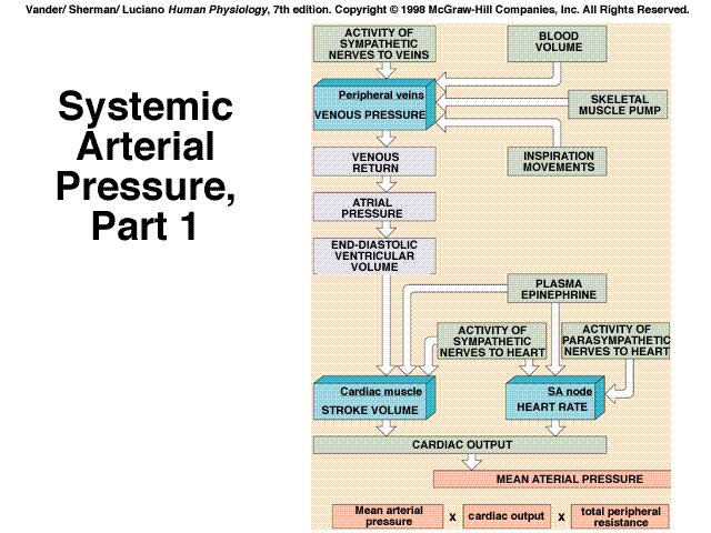 Blood pressure ( cardiac output ) Blood pressure regulation Arterial and venous blood pressures