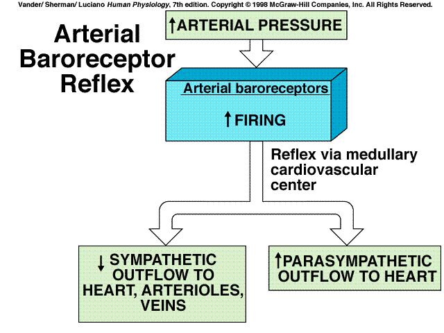 reflexes and responses factors affecting central venous pressure and thus