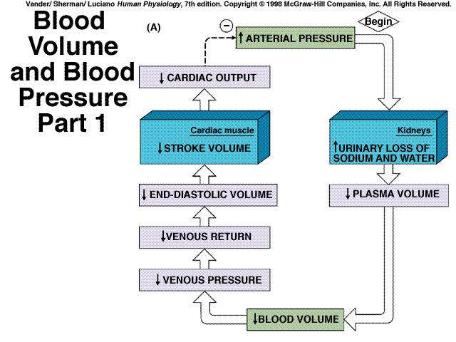 Blood pressure ( kidneys ) Blood pressure regulation Arterial and venous blood pressures Blood volume,