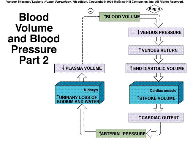 Blood pressure ( kidneys ) Blood pressure regulation Arterial and venous blood pressures Blood
