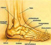 The Foot and Ankle: A Complex Machine Inseparable!