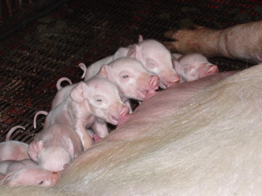 Cross fostering Piglet weight variability contributes to mortality Foster litters according to piglet weights not just number of
