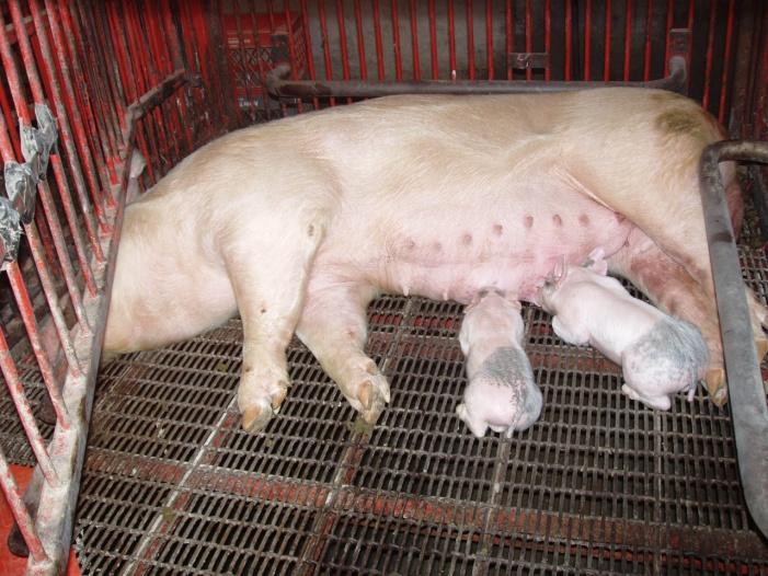 Cross fostering Guidelines Even out weights of pigs in litters Foster piglets weighing less than 2# to a litter of all small pigs (preferable gilt mothers) Try to do it on the first day after