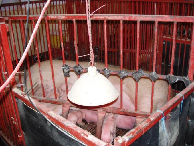 Heat for pigs Heat lamps