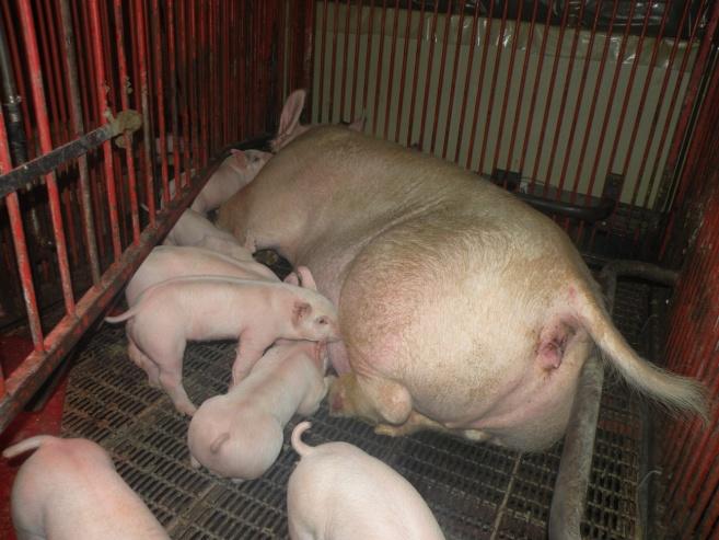Healthy pigs start with a healthy sow!