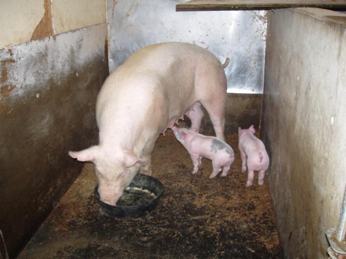 Processing baby pigs Tail amputation Done to prevent tail biting in growingfinishing pigs especially in confinement Tail removed ½ - ¾ from base of tail