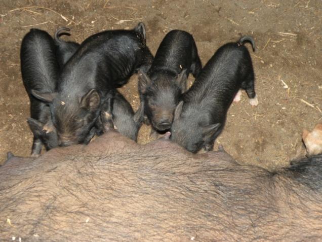 Care of newborn pigs Weak pigs get crushed so move them away until they are stronger Creep areas on both sides of the sow keeps pig out of the danger zone.
