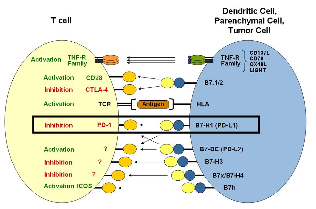 Down regulates T cell activity upon binding to PD-L1/L2 Tumor
