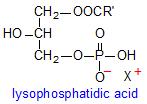 Phosphatidic acid (PA) Intermediate in glycerolipid synthesis Signaling molecule generated by lipase digestion of phospholipids Lyso-phosphatidic acid (LPA) Intermediate in glycerolipid