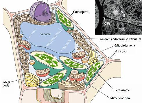 Functions of lipids Membranes and compartmentalization