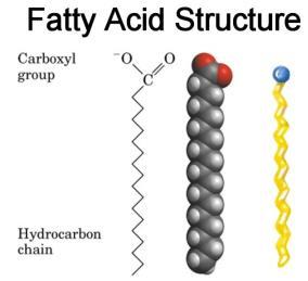 Structure of Fatty Acids Methyl End Common building block for most lipids Long-chain carboxylic acids