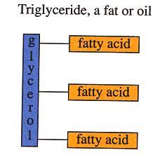 Lipid Classification Fatty Acids (FAs) - monomers Triglycerides: 3 FAs