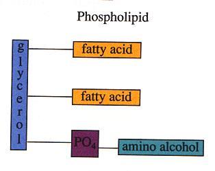 Lipid Classification Phospholipids: 2 FAs and a