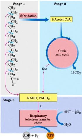 Fatty Acids Metabolism Fatty acid molecules are broken down into two-carbon fragments (Acetyl CoA)