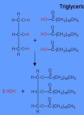 The -OH (red) bond on the acid is broken and the -H (red) bond on the alcohol is also broken.