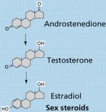 Steroid Structure Steroids have a 4 ring structure consisting of 3 cyclohexane rings