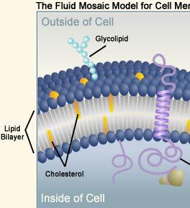 Cholesterol Characteristics Interaction with the relatively rigid cholesterol decreases