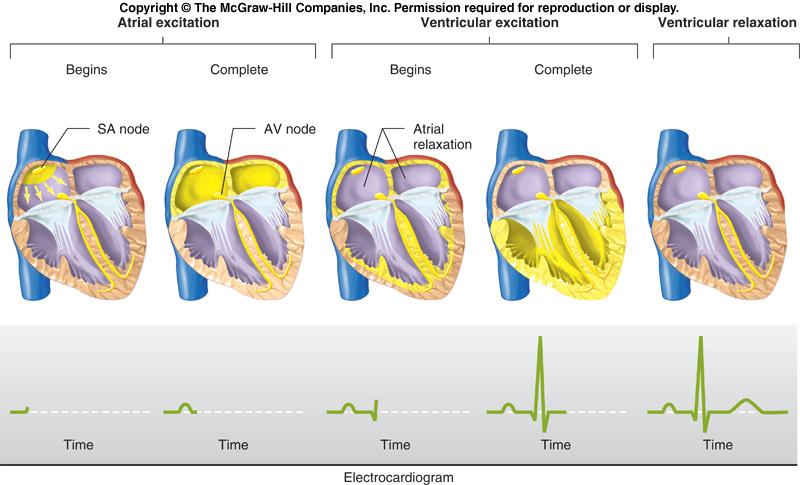 Figure 12-11 Sequence of cardiac excitation The sinoatrial node is the heart s pacemaker because it initiates each wave of excitation with atrial contraction.