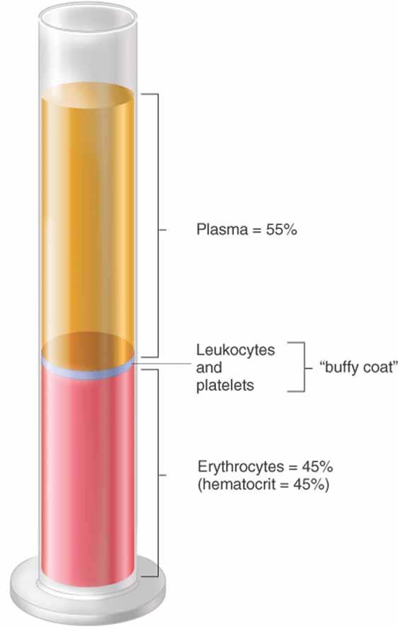 Figure 12-1 Plasma includes water, ions, proteins, nutrients, hormones, wastes, etc.