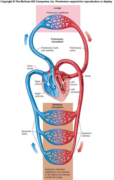 Figure 12-2 The heart is the pump that propels the blood through the systemic and pulmonary circuits.