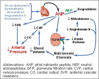 Functions of the heart Pumping Endocrine Atrial