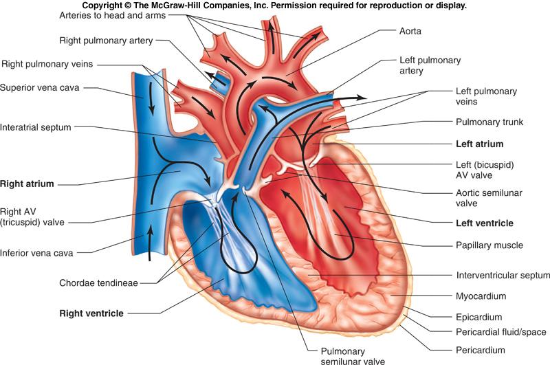 Figure 12-6 The Heart The major external and internal parts of the heart are shown in