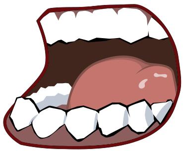 Mouth Function: The mouth has two functions: Ingestion: taking food in Digestion: the break down of