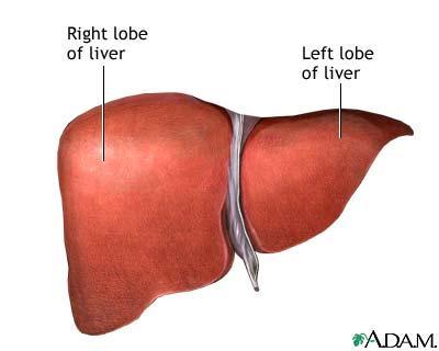 Liver Function Produces bile to make fats soluble Bile is stored in the gallbladder (contains bile salts) and released to