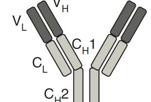 Linker/TM Antibody Producing