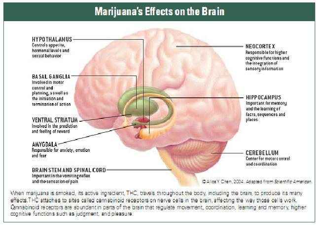 CANNABINOIDS IN CANNABIS SATIVA Cannabinoids in Marijuana THC CBD CBC