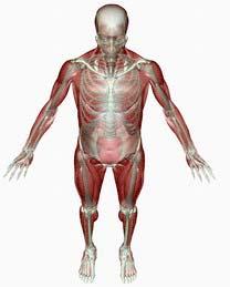 What is the Human Musculoskeletal System? Musculoskeletal is a general term which is defined as relating to muscles and the skeleton.