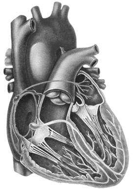 (1933-1982) Cardiovascular Nursing Education Associates 1 2 The ECG is a graphic recording of electrical activity spreading through the heart 12 lead ECG provides 12 different views
