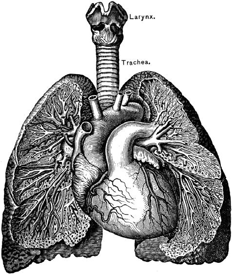 ERDHEIM-CHESTER DISEASE LUNG & HEART ISSUES GIULIO CAVALLI, M.D. INTERNAL MEDICINE AND CLINICAL