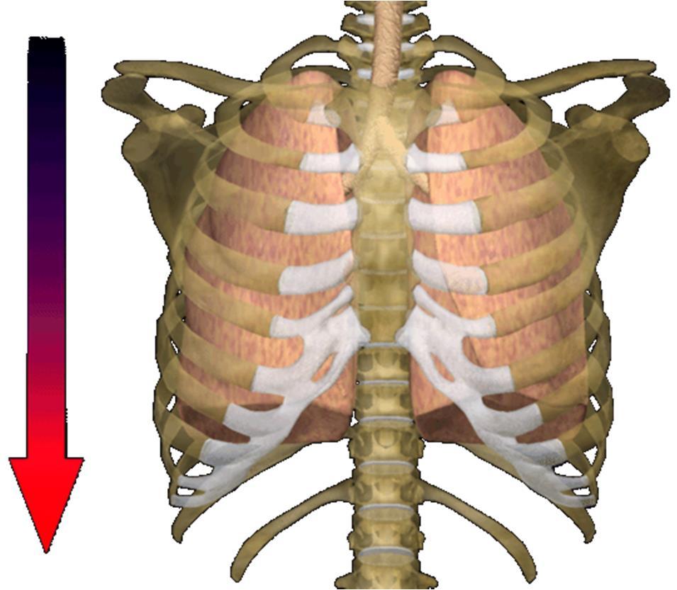 Breathing Process: Inhalation Diaphragm and intercostal muscles contract, increasing