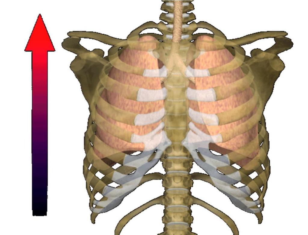 Breathing Process: Exhalation As the muscles relax, all dimensions of the thorax decrease.