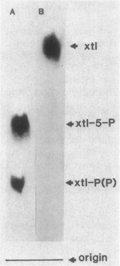 steady-state value of between 8 and 10 mm. At external concentrations of 0.5 mm xtl (a value near the Km of the xtl PTS), the pentitol accumulates to an internal level 10-fold lower, i.e., 8 mm (data not shown).