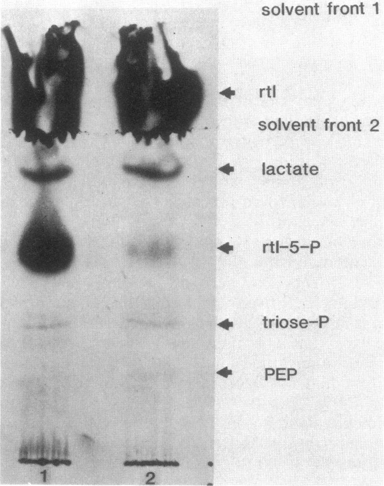 Only glucose and rtl mediated the expulsion of [14C]xtl-5-P, and the efflux rate with glucose was fourfold greater than that of rtl (Fig. 2B).