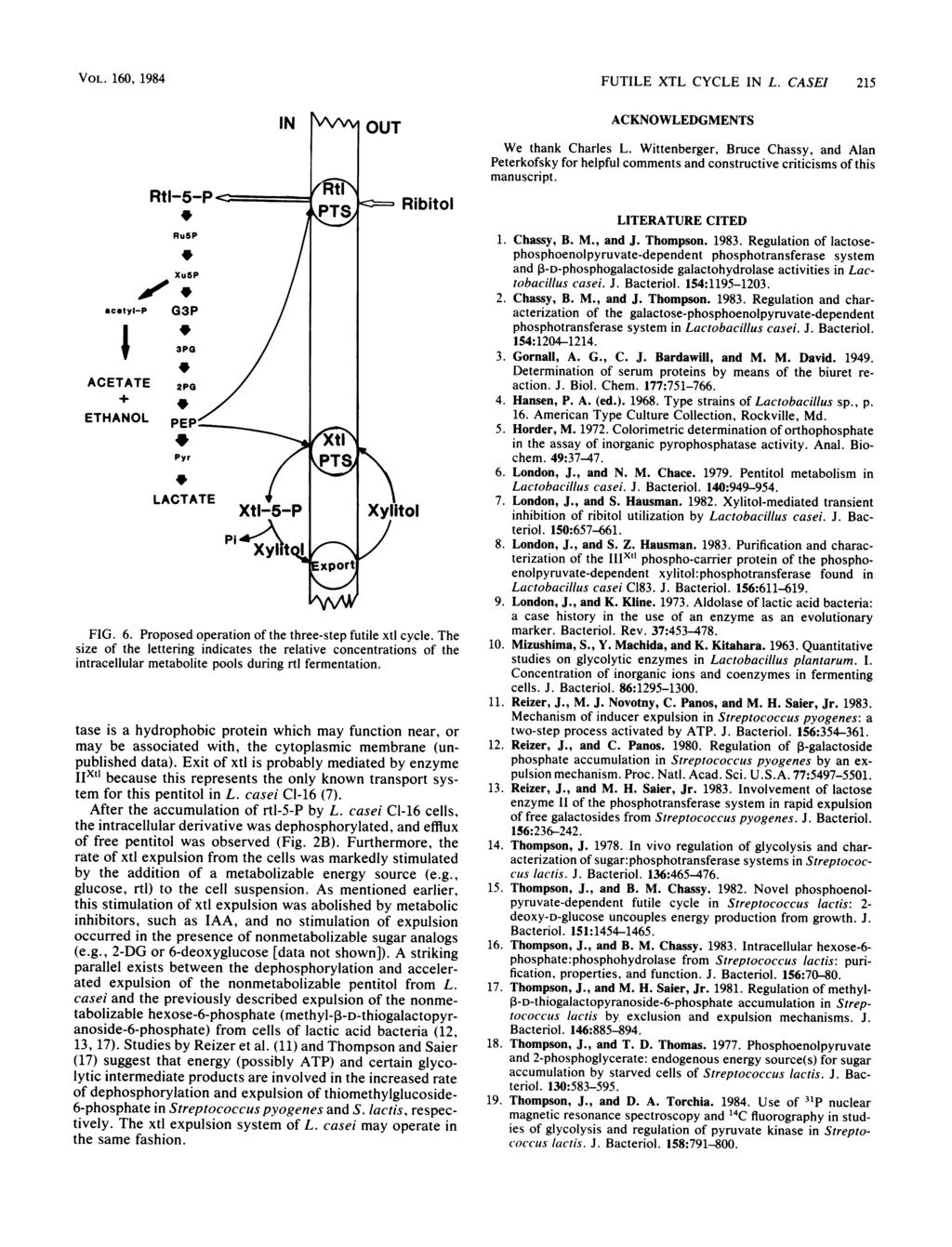 VOL. 160, 1984 acetyl-p ACETATE + ETHANOL RtI-5-P Ru5P Xu6P G3P 3PG 2PO PEP' Pyr LACTATE IN OUT Ribitol FIG. 6. Proposed operation of the three-step futile xtl cycle.